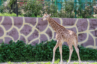 TÜRKİYE’DE DOĞAN İLK ZÜRAFA YAVRUSU, GAZİANTEP DOĞAL YAŞAM PARKI’NDA!