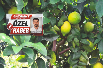 LİMON KARARIYOR, ÇİFTÇİ KAN AĞLIYOR